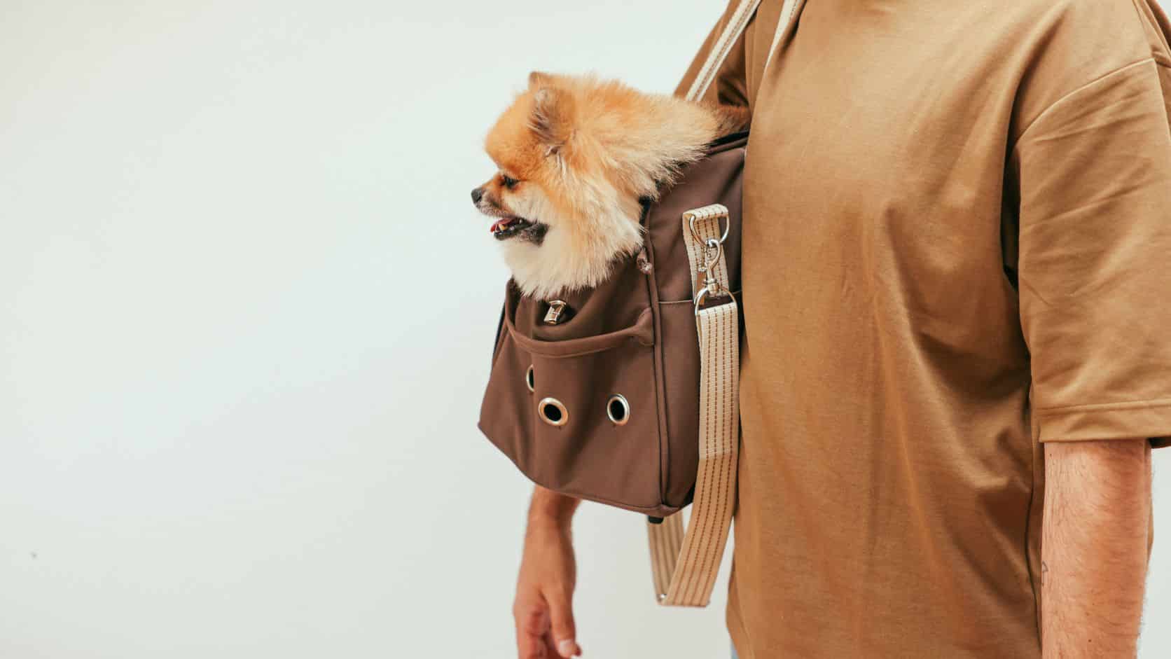 Small dog sitting inside a soft-sided travel carrier