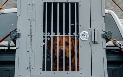 How to Choose the Right Pet Travel Crate