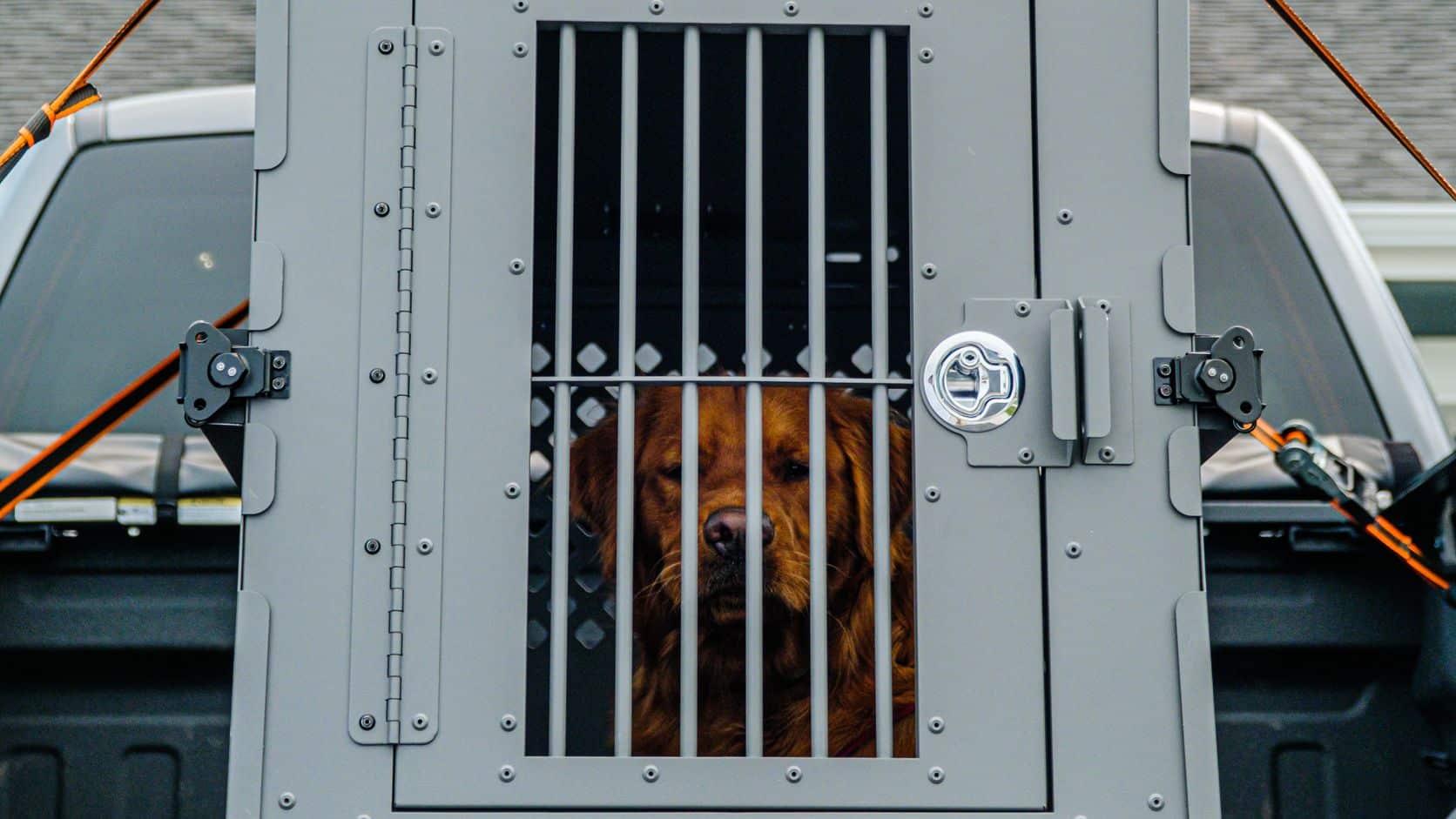 Golden retriever sitting inside a secured travel crate