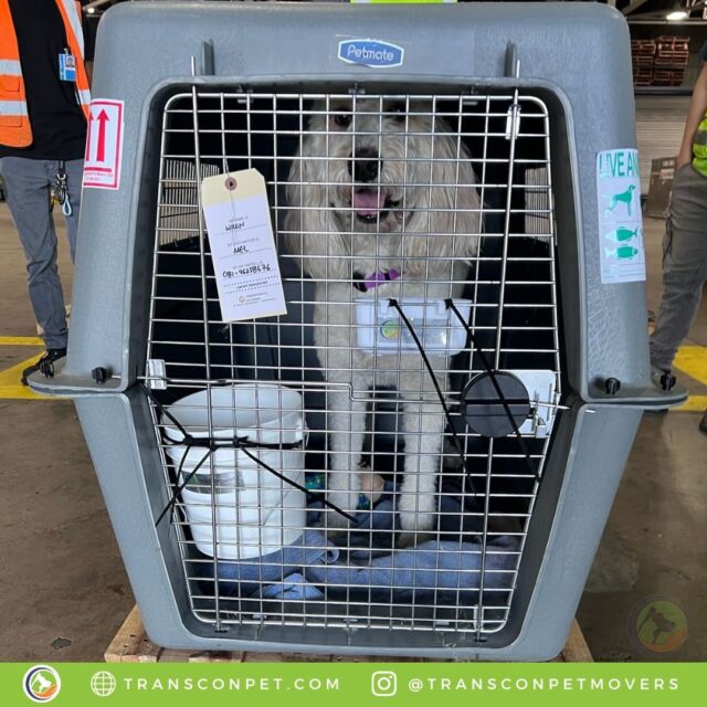 Life is too short to stay indoors! Wren is all buckled up for his flight to MEL to be back with his mum. Thanks for your trust, Krysta! Happy to get Wren to his new home in Australia safely! 

#transcontinentalpetmovers
#internationalpetmovers #dogoftheday
#doglife #doglover #pets #love