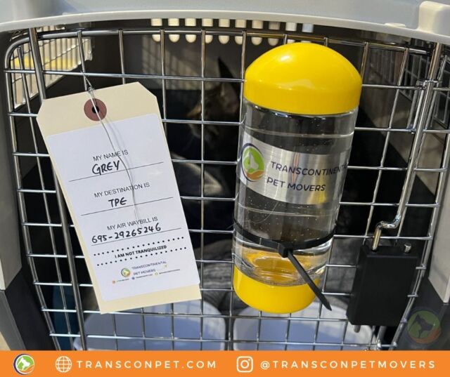 #FelineFine Grey is all prepared for his flight from ATL to TPE. Staying hydrated with extra water! Thank you, Chiahung! We're ecstatic to get Grey home safe and sound.

#transcontinentalpetmovers
#internationalpetmovers #catsofinstagram
#catlife #catlover #pets #love
