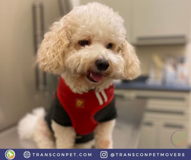Cheers to being pawsome! Look who just finished their final health examination and USDA endorsement in preparation for their flight to Japan (HND) this week!

#transcontinentalpetmovers
#internationalpetmovers #dogoftheday
#doglife #doglover #pets #love