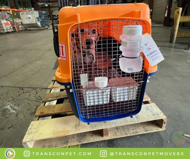 Jim flew out from LAX to PVG to be reunited with his family. See you later USA, Hello China! Thank you to his pawrent, Yashu, for choosing @transconpetmovers !

#transcontinentalpetmovers
#internationalpetmovers #dogoftheday
#doglife #doglover #pets #love