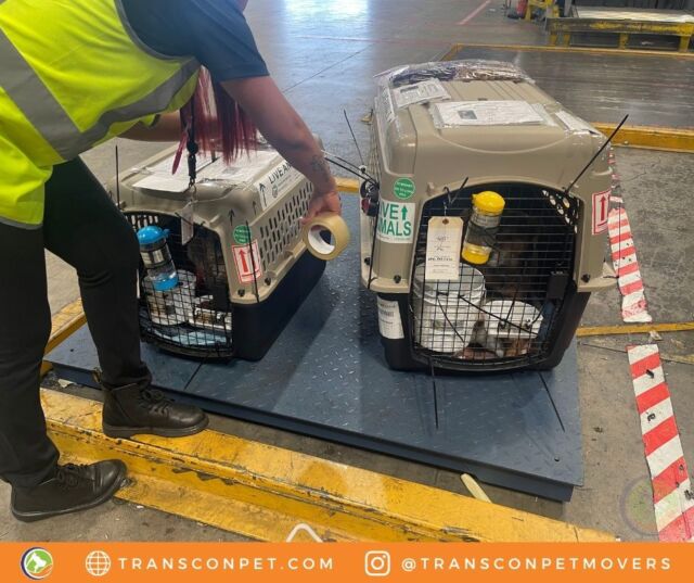 Yoji is in the final stages of taking off for his journey to EDI from LAX. Thank you to our client Lainey for trusting us. We wish both the safest travels to Scotland! 🐕🛫
