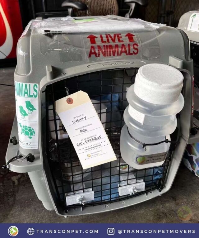 We extend our gratitude to our client Jiaxi for selecting @transconpetmovers to transport their miniature poodle from the US to China. Wishing Sneaky a delightful journey and exciting adventures ahead!